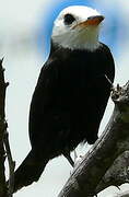 White-headed Marsh Tyrant