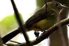 Whiskered Myiobius