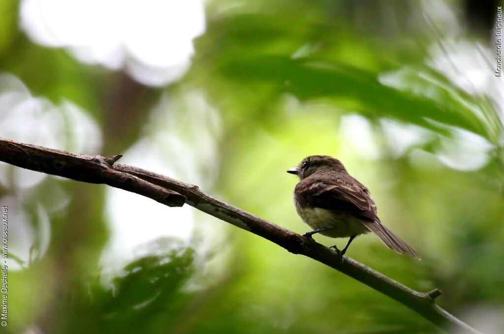 Fuscous Flycatcher