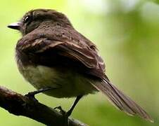 Fuscous Flycatcher