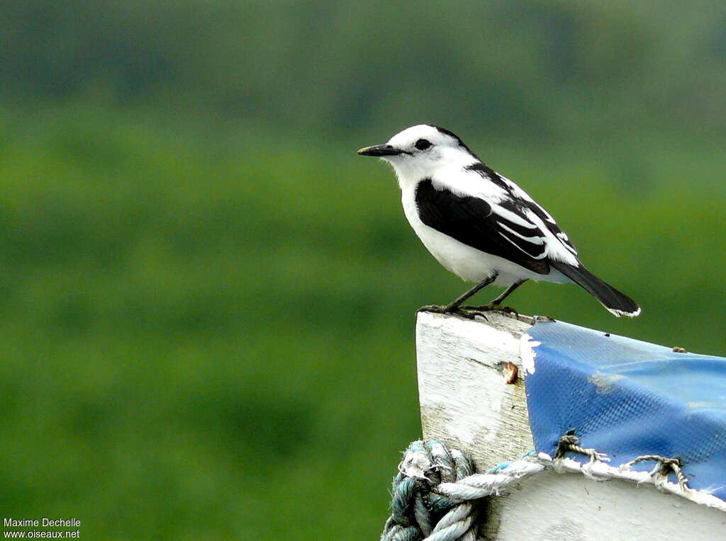 Moucherolle pie mâle adulte, identification