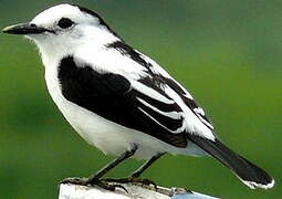 Pied Water Tyrant