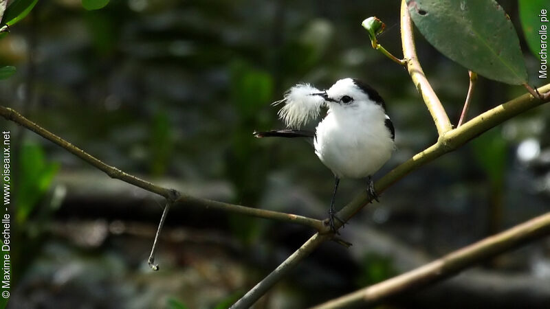 Pied Water Tyrant, identification, Reproduction-nesting