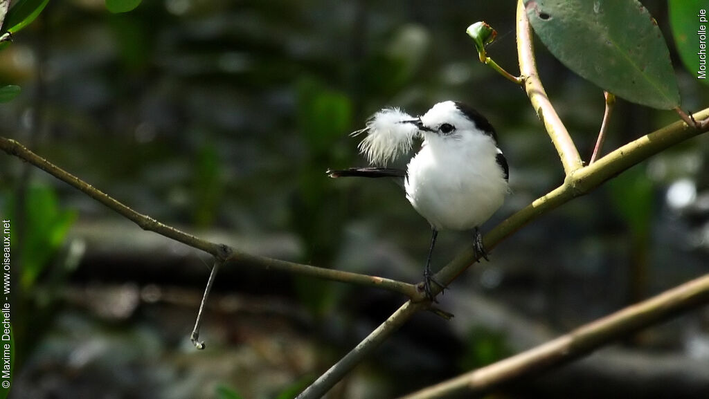 Pied Water Tyrant, identification, Reproduction-nesting