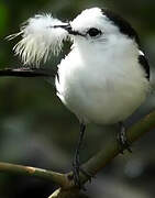 Pied Water Tyrant