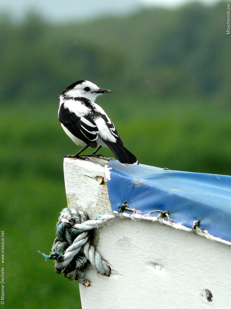 Pied Water Tyrant