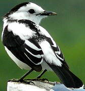 Pied Water Tyrant