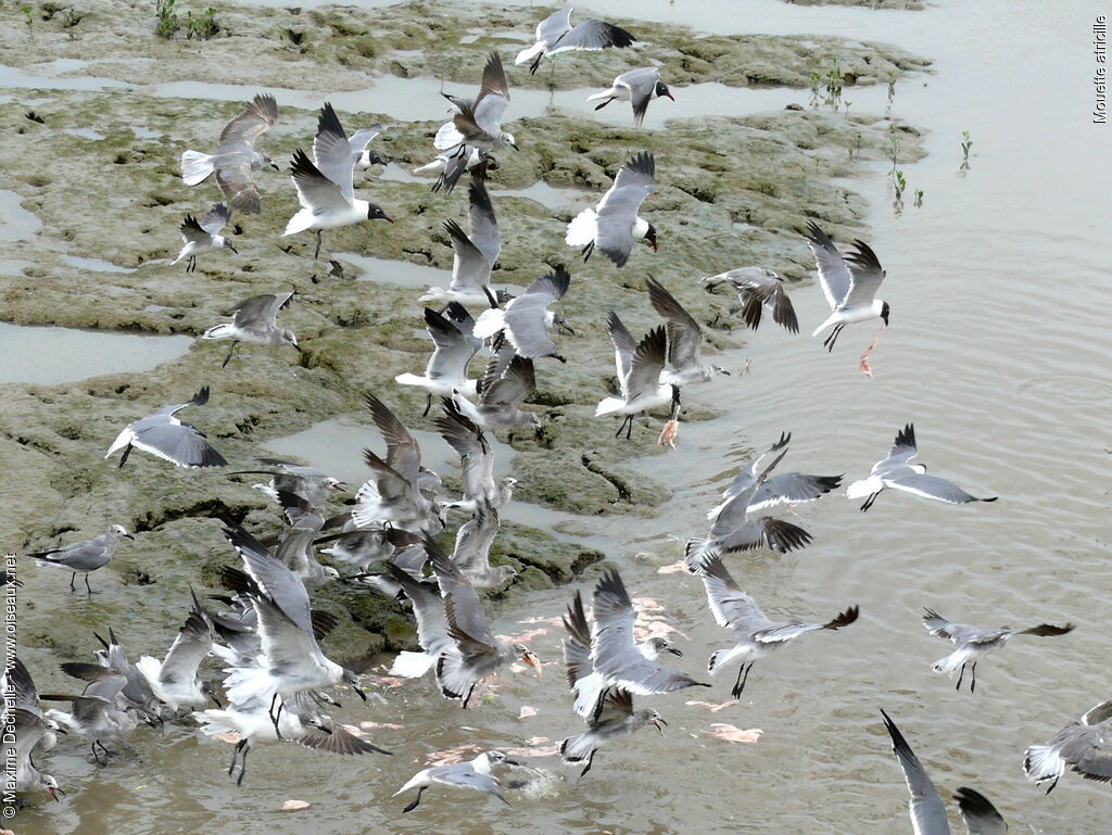 Mouette atricille, identification, Vol, régime, Comportement