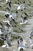 Mouette atricille