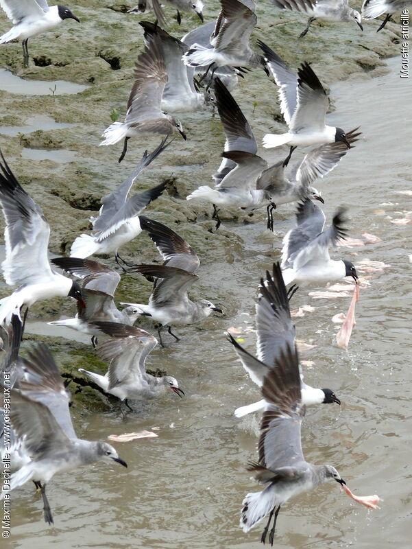 Laughing Gull, identification, Flight, feeding habits, Behaviour