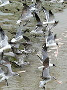 Mouette atricille