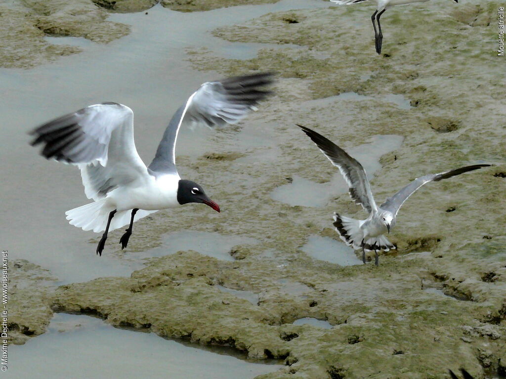 Mouette atricille, Vol