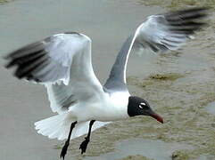 Mouette atricille