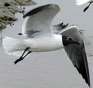 Mouette atricille