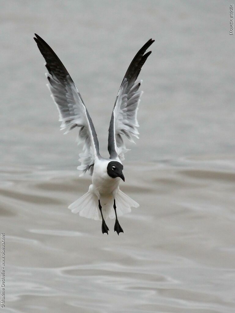 Mouette atricille, Vol