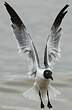 Mouette atricille