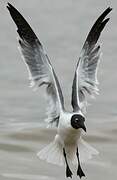 Laughing Gull