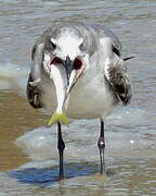 Laughing Gull