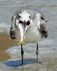 Mouette atricille