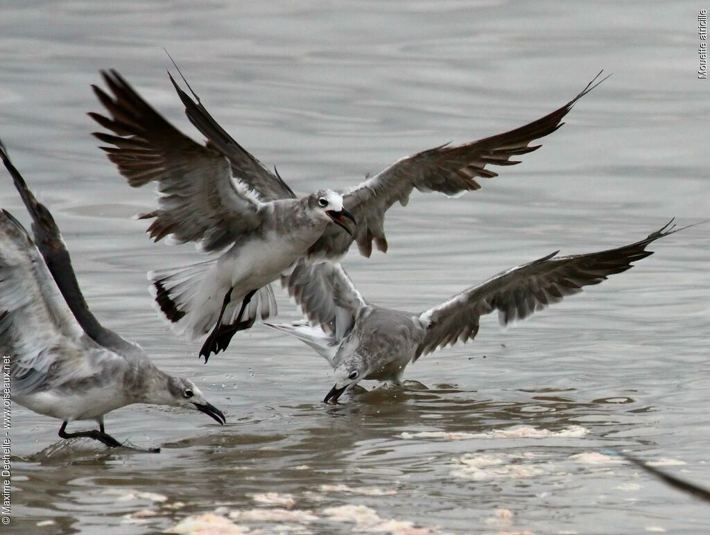 Mouette atricilleimmature, Vol