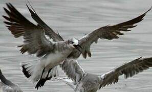 Mouette atricille