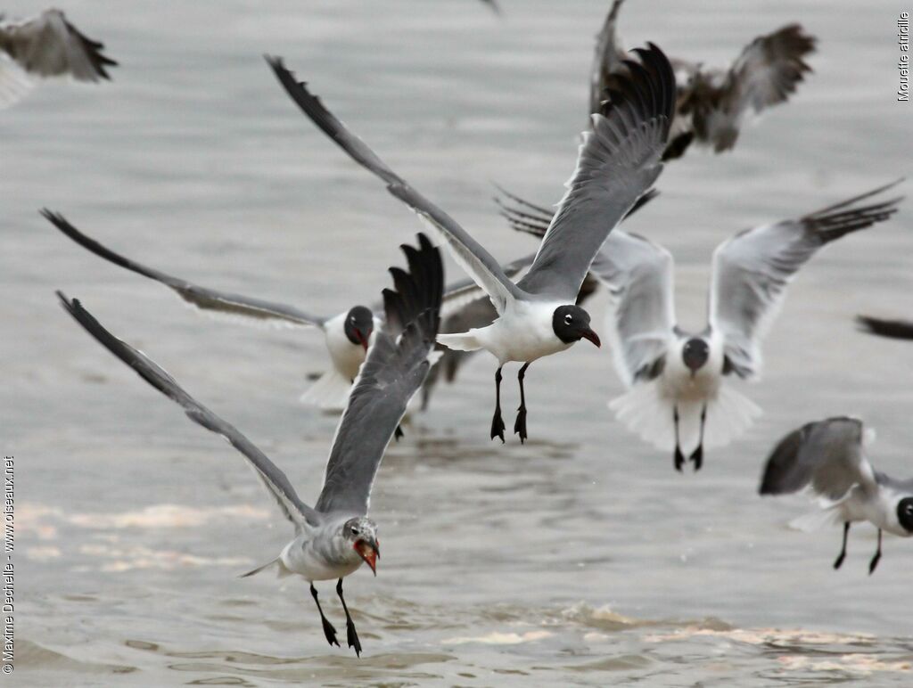 Mouette atricille, Vol