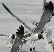 Laughing Gull