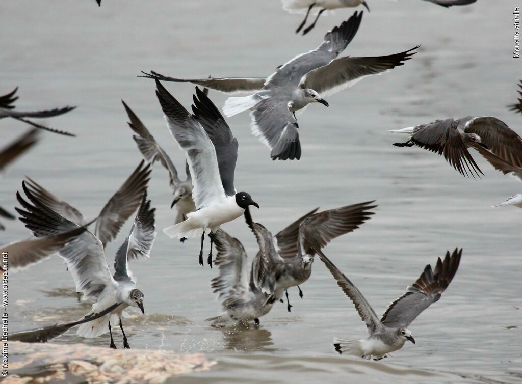 Mouette atricille, Vol, Comportement