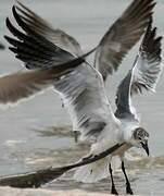 Mouette atricille