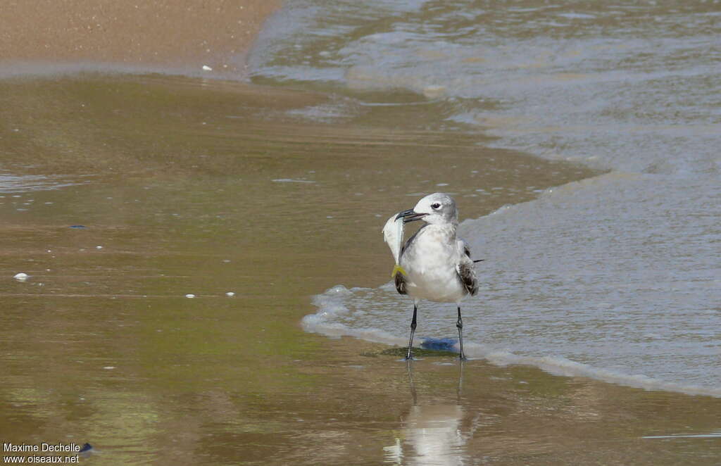 Laughing Gull, feeding habits