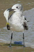 Mouette atricille