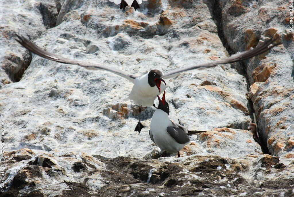 Mouette atricille, Comportement