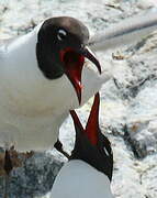 Mouette atricille