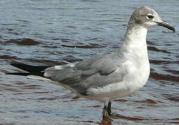 Laughing Gull