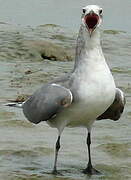 Laughing Gull