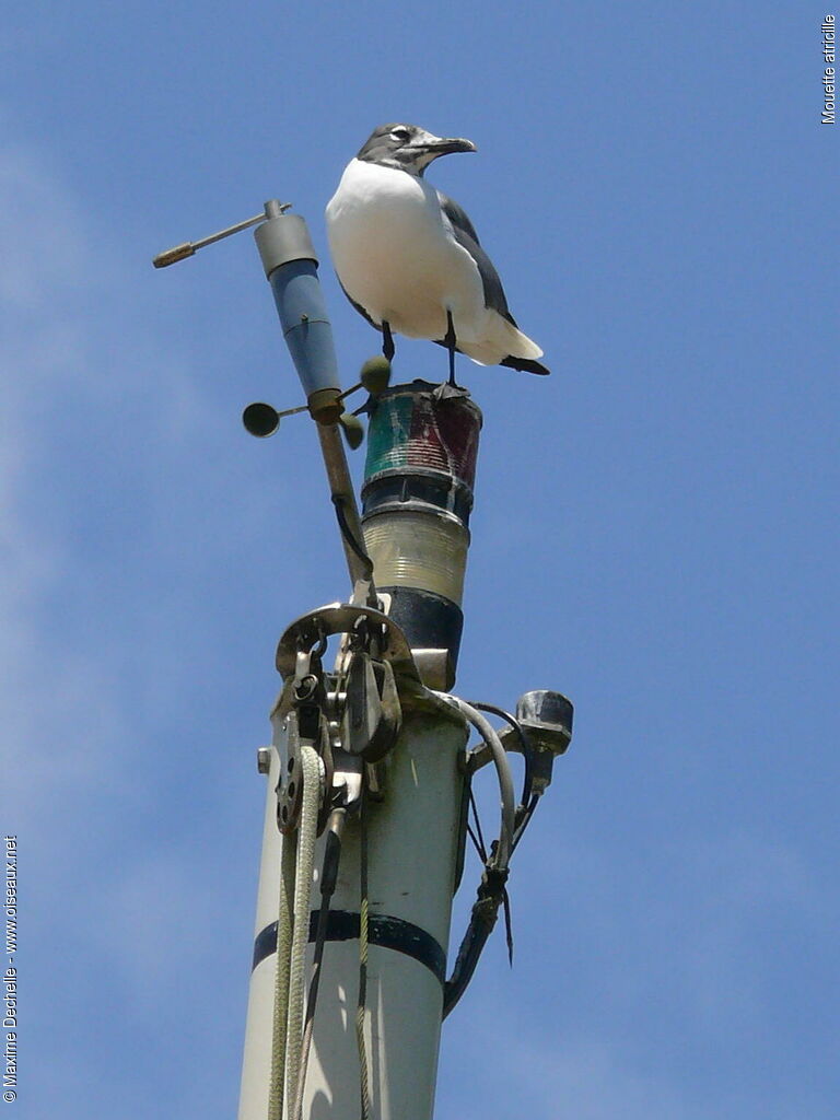 Laughing Gull