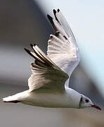 Mouette rieuse