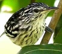 Guianan Streaked Antwren