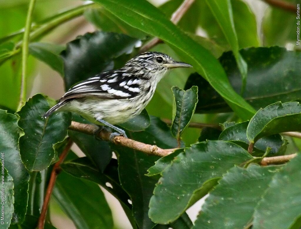 Myrmidon du Surinam mâle adulte