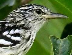 Guianan Streaked Antwren