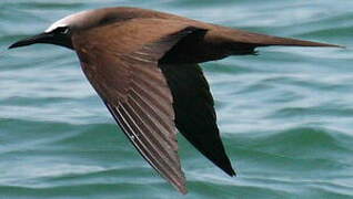 Brown Noddy