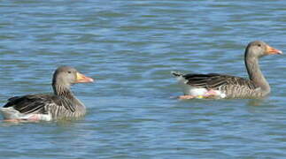 Greylag Goose