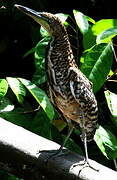 Rufescent Tiger Heron