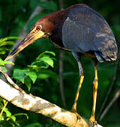 Rufescent Tiger Heron