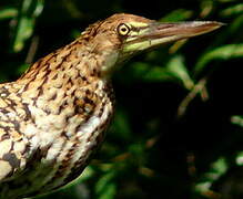 Rufescent Tiger Heron