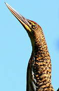 Rufescent Tiger Heron