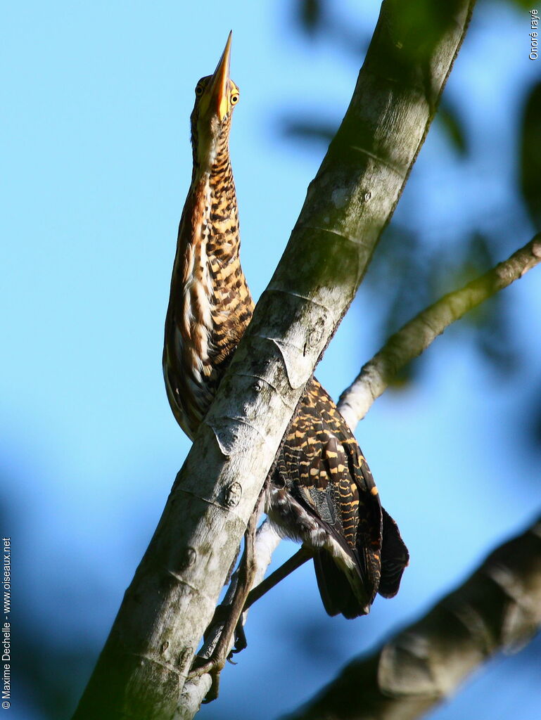 Rufescent Tiger Heronjuvenile