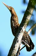 Rufescent Tiger Heron