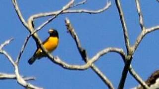 White-vented Euphonia