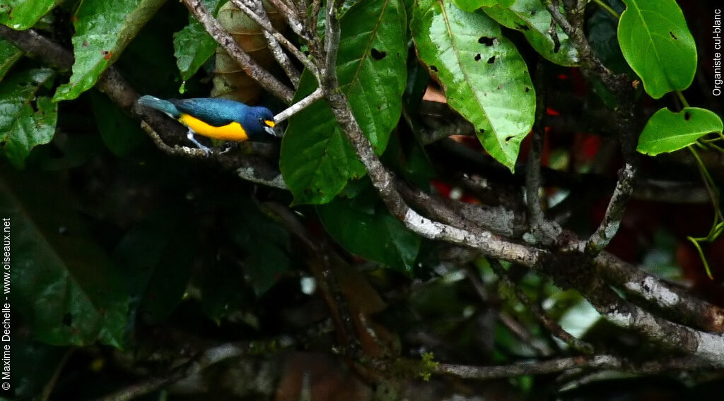 White-vented Euphonia male adult, identification